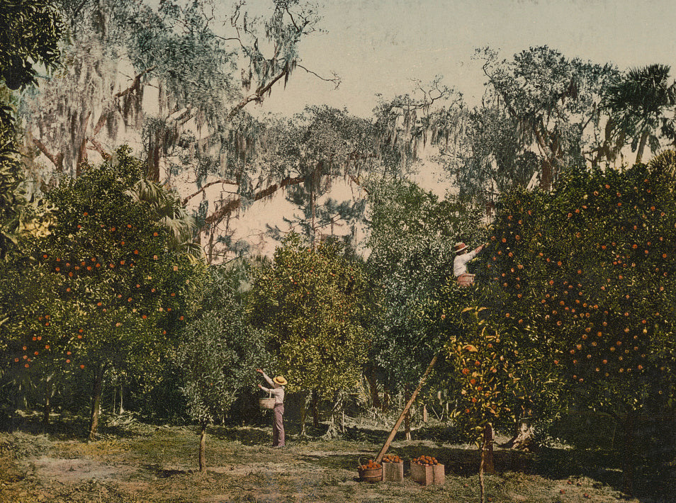 Florida Citrus