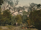 Florida Citrus
